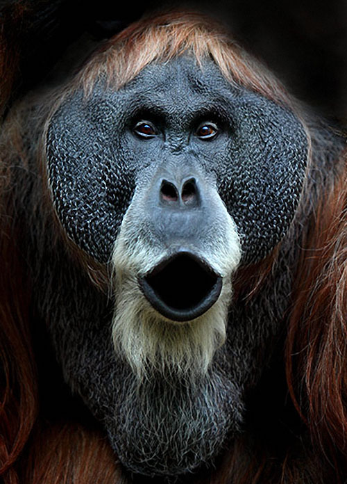 Фотография: Человекообразные обезьяны Франкфуртского зоопарка №21 - BigPicture.ru