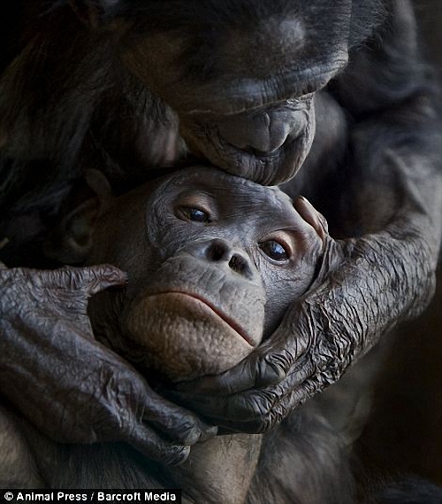 Фотография: Человекообразные обезьяны Франкфуртского зоопарка №6 - BigPicture.ru