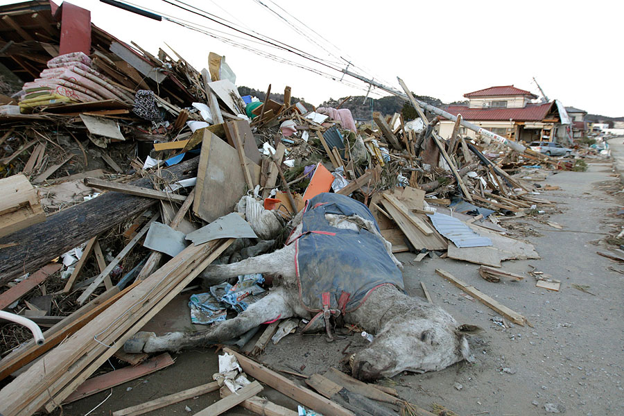 Фотография: Натюрморты после цунами в Японии №10 - BigPicture.ru