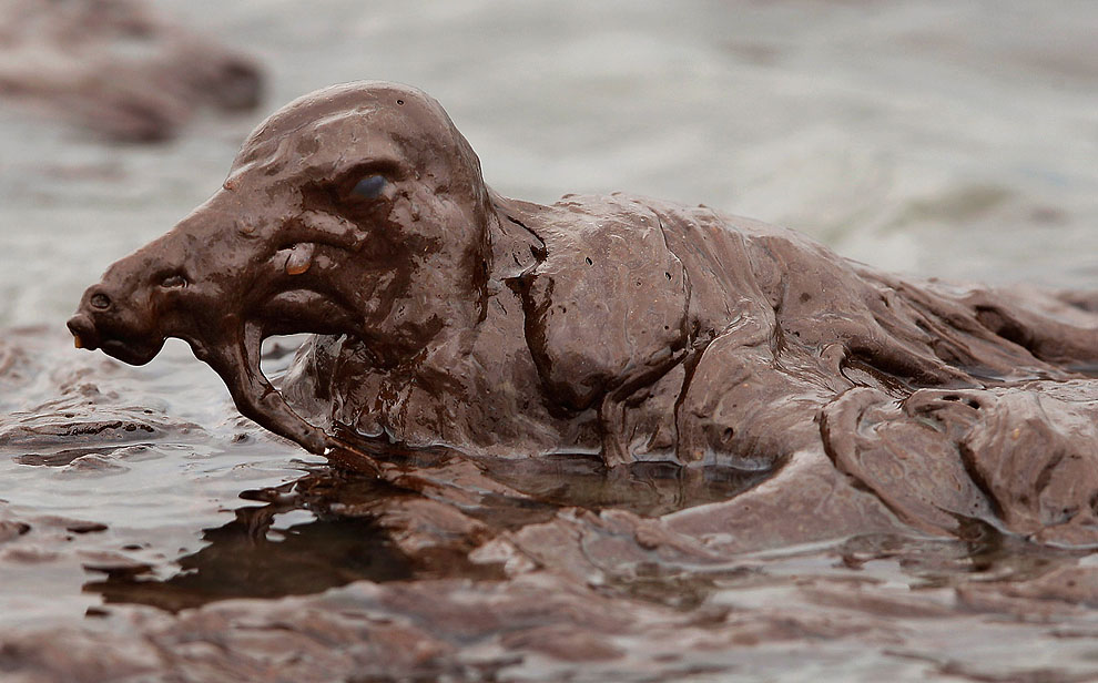 Фотография: Разлив нефти в Мексиканском заливе №15 - BigPicture.ru
