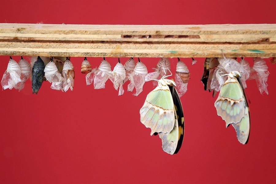Фотография: Выставка бабочек в Лондоне №7 - BigPicture.ru