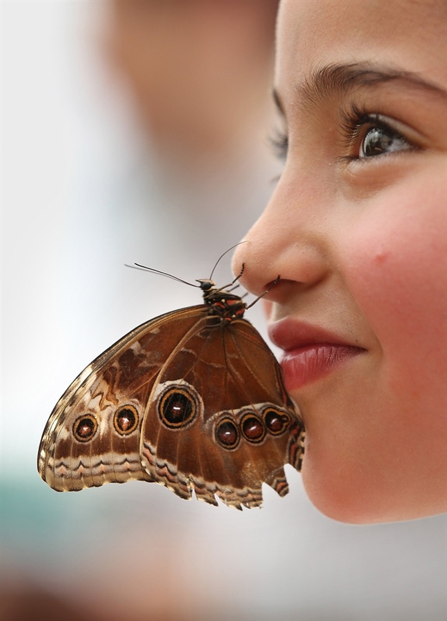 Фотография: Выставка бабочек в Лондоне №6 - BigPicture.ru