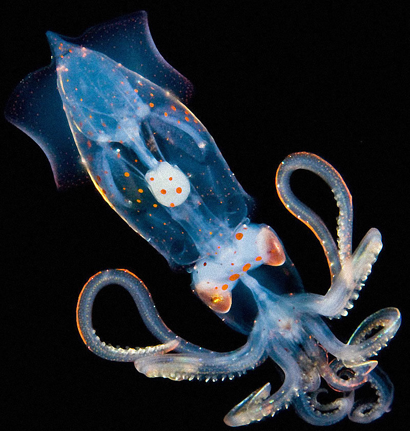 Фотография: Светящиеся существа из морских глубин №3 - BigPicture.ru