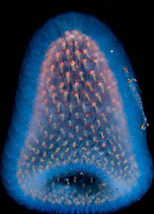 Фотография: Светящиеся существа из морских глубин №8 - BigPicture.ru