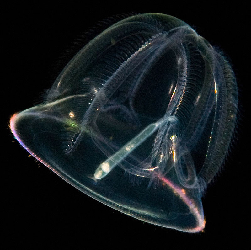 Фотография: Светящиеся существа из морских глубин №9 - BigPicture.ru