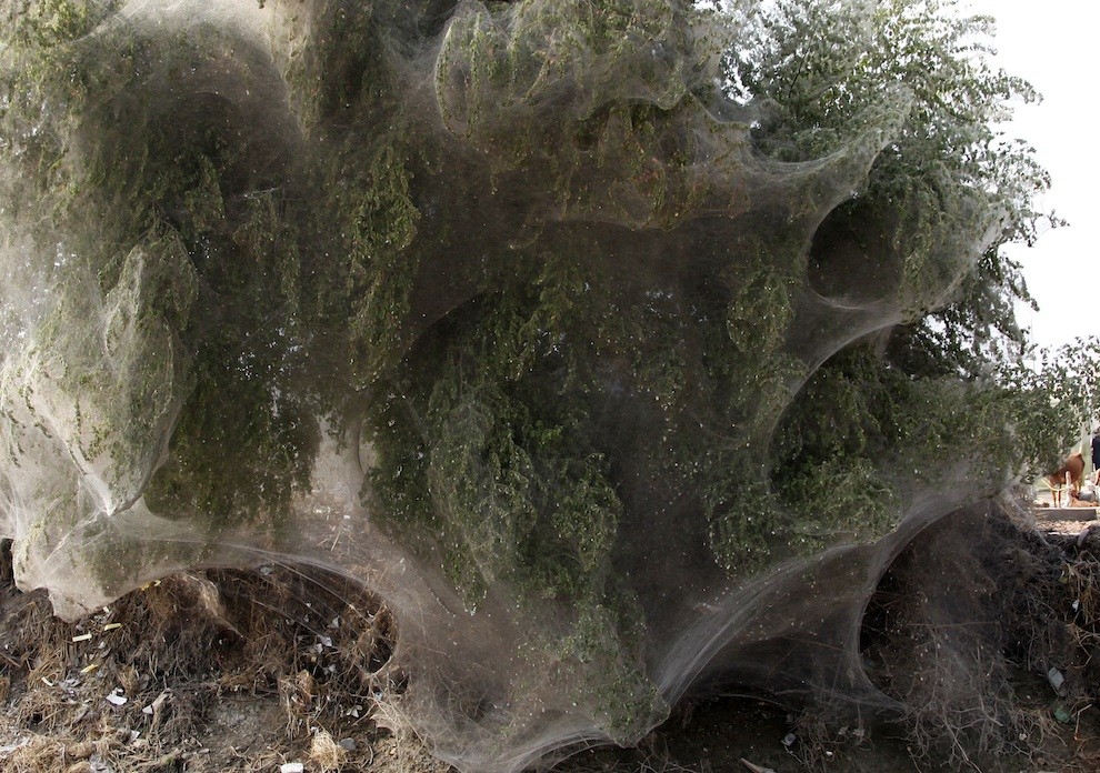 Фотография: Нашествие пауков на деревья в Пакистане №10 - BigPicture.ru