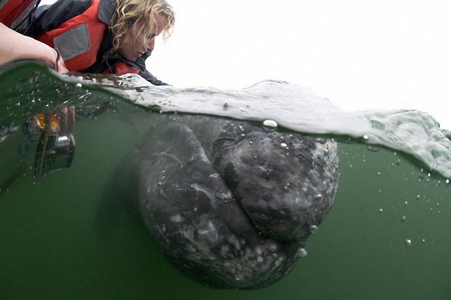 Фотография: Самые дружелюбные киты на свете №7 - BigPicture.ru