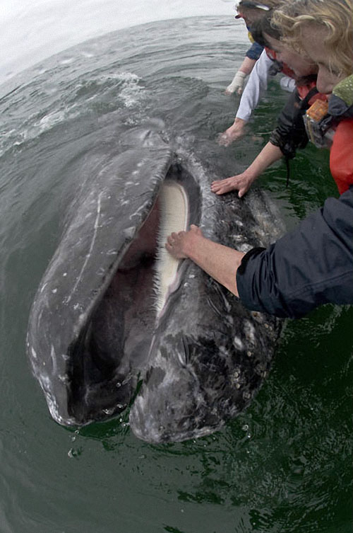 Фотография: Самые дружелюбные киты на свете №9 - BigPicture.ru