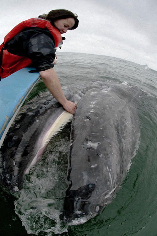 Фотография: Самые дружелюбные киты на свете №14 - BigPicture.ru