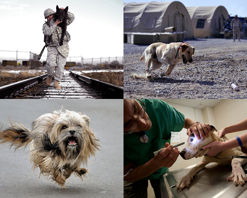Фотография: Собаки в новостях №1 - BigPicture.ru