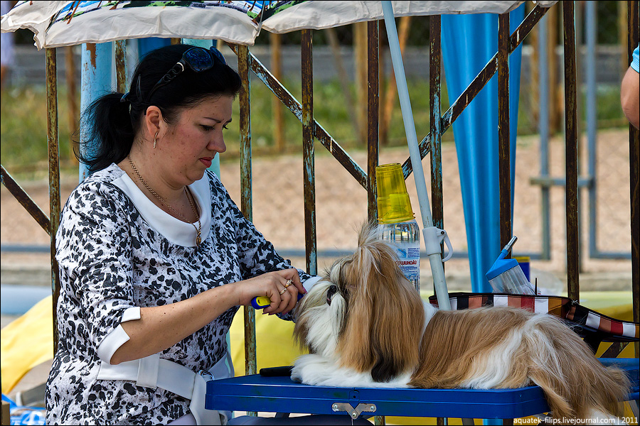 Фотография: Выставка собак или дог-фрик-шоу? №11 - BigPicture.ru