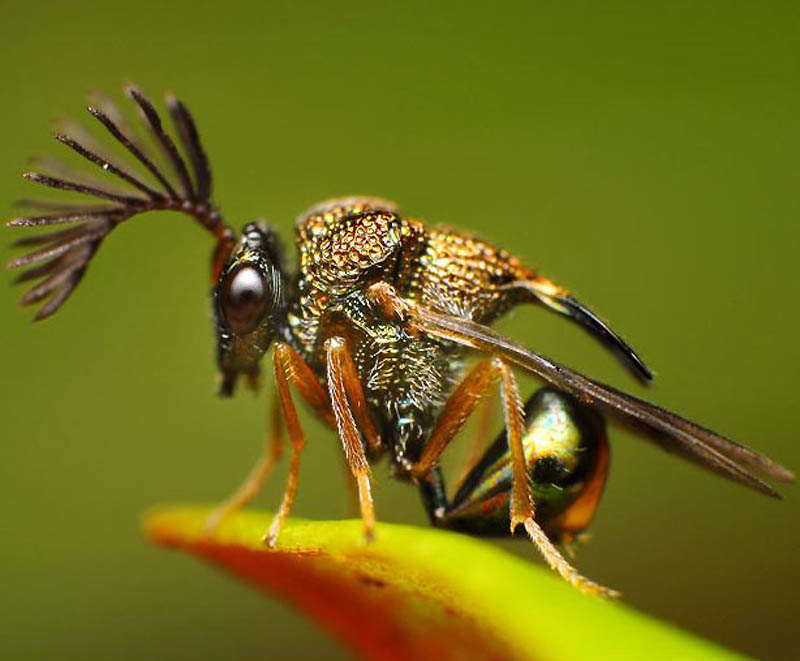 Фотография: Жизнь насекомых №2 - BigPicture.ru