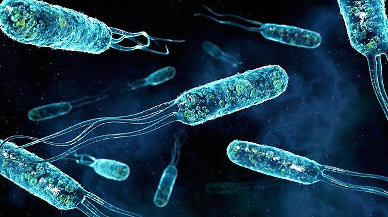 Фотография: Знакомьтесь: бактерии №12 - BigPicture.ru