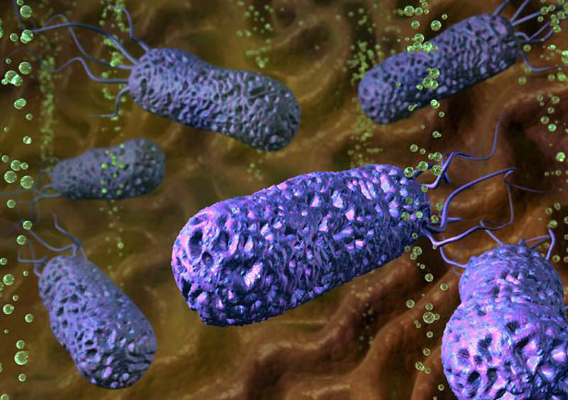 Фотография: Знакомьтесь: бактерии №14 - BigPicture.ru