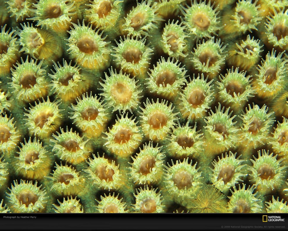 Фотография: Узоры природы: Кораллы №3 - BigPicture.ru