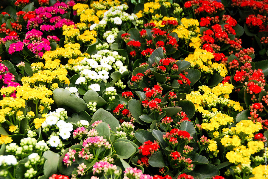 Фотография: Парк цветов Кёкенхоф №24 - BigPicture.ru