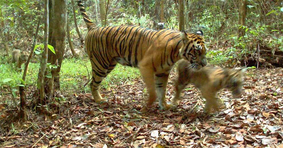 Фотография: 2-летняя бенгальская тигрица и другие братья наши меньшие №26 - BigPicture.ru