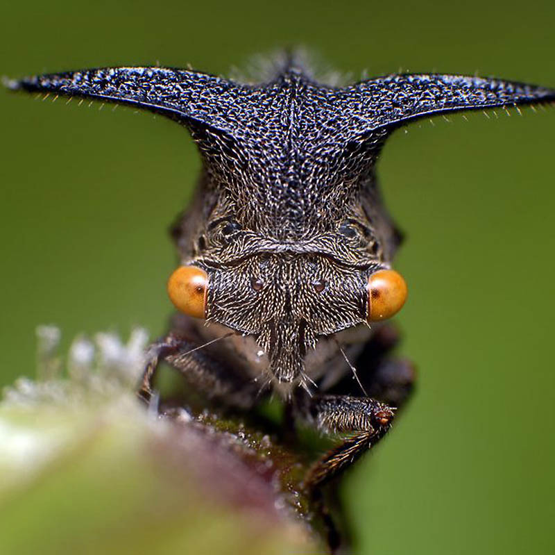 Фотография: Жизнь насекомых №3 - BigPicture.ru