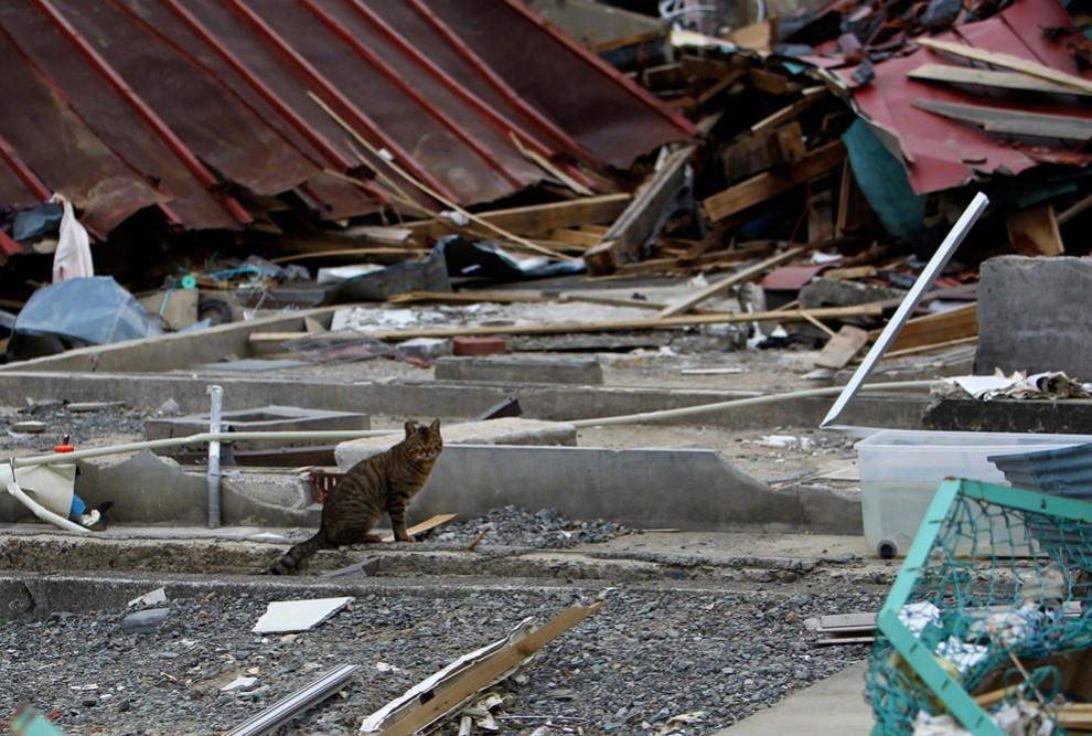 Фотография: Катастрофа в Японии: два месяца спустя №30 - BigPicture.ru