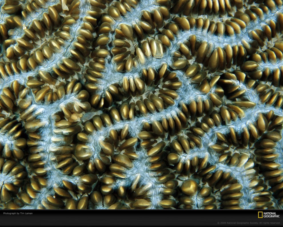 Фотография: Узоры природы: Кораллы №4 - BigPicture.ru