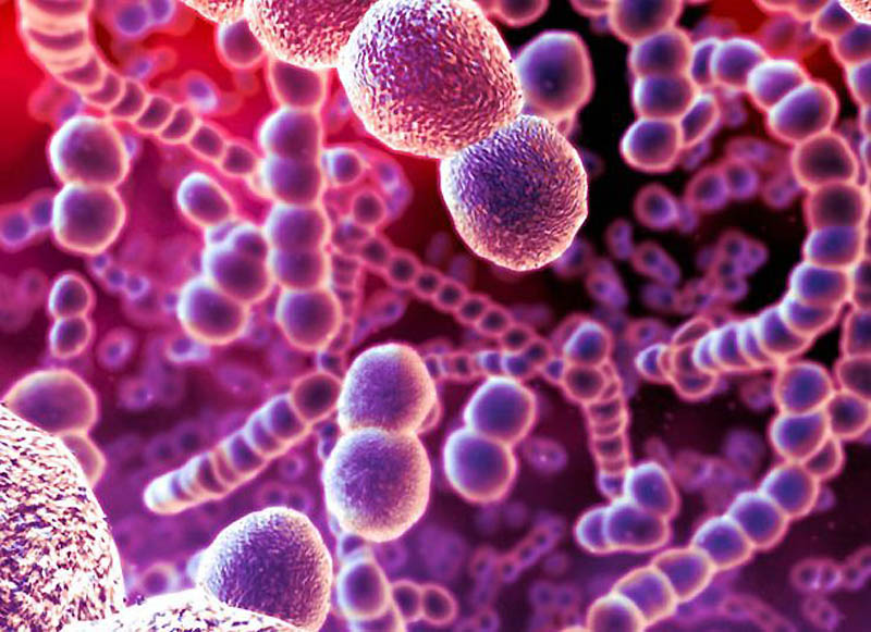 Фотография: Знакомьтесь: бактерии №1 - BigPicture.ru