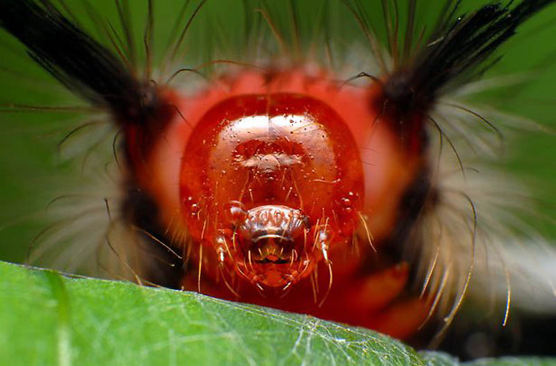 Фотография: Жизнь насекомых №5 - BigPicture.ru