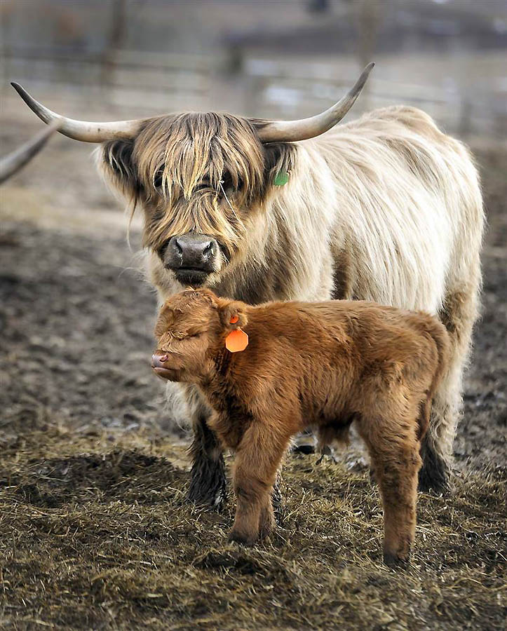 Фотография: Животные и их детеныши №5 - BigPicture.ru