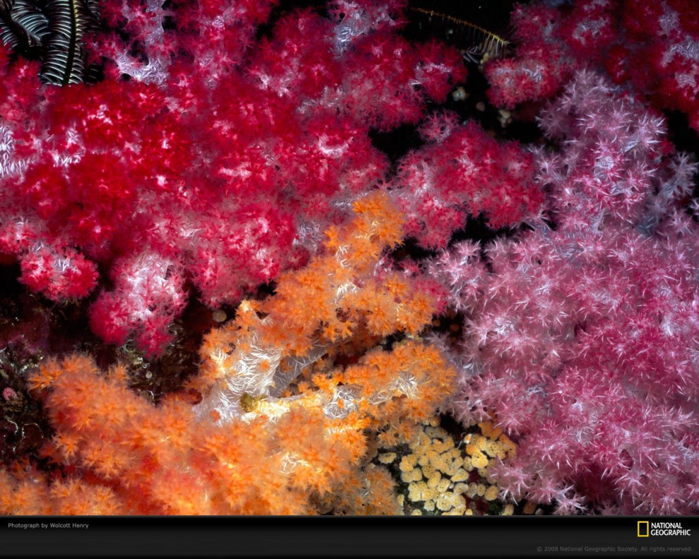 Фотография: Узоры природы: Кораллы №7 - BigPicture.ru