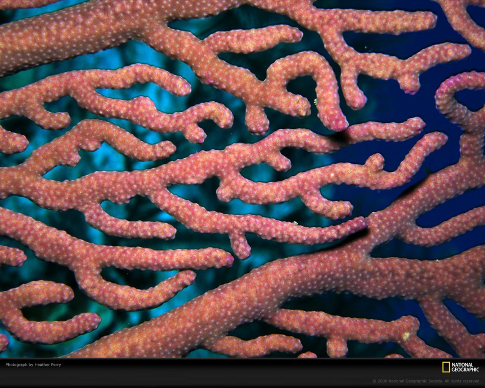 Фотография: Узоры природы: Кораллы №9 - BigPicture.ru