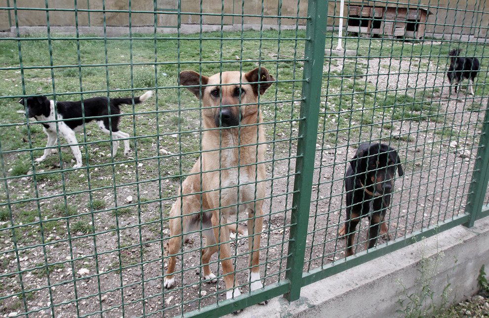 Фотография: Собаки в новостях №26 - BigPicture.ru