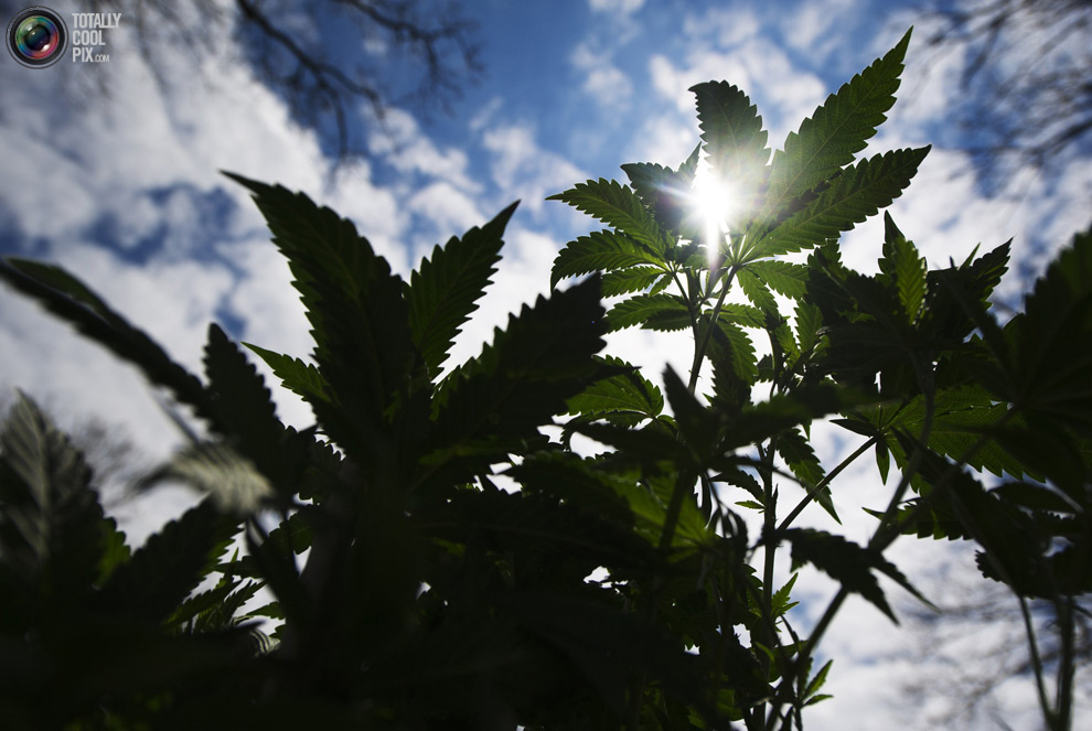 Люди выступающие за легализацию марихуаны выращивал коноплю дома новости