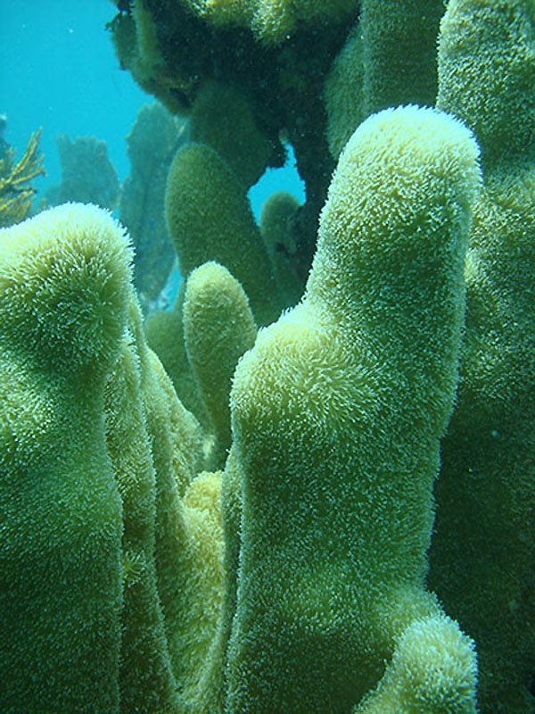 Фотография: Кораллы, нуждающиеся в защите №11 - BigPicture.ru