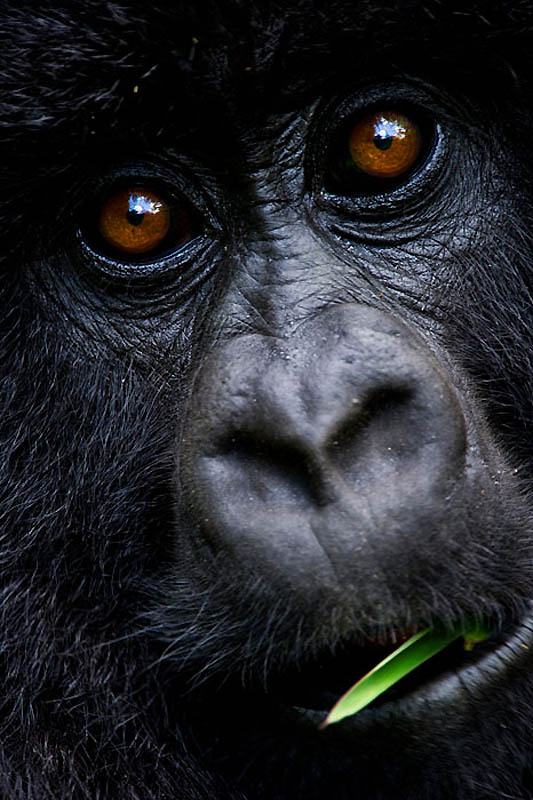 Фотография: Горные гориллы №2 - BigPicture.ru