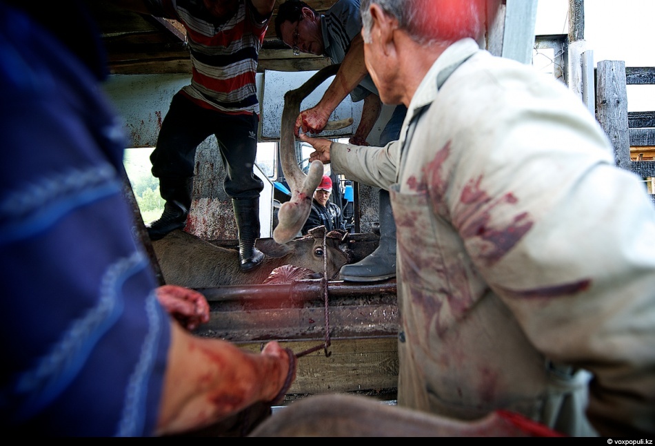 Фотография: Как молодым оленям срезают рога, чтобы добыть пантокрин №13 - BigPicture.ru
