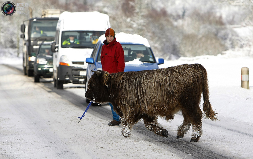 Фотография: Животные переходят дорогу №13 - BigPicture.ru