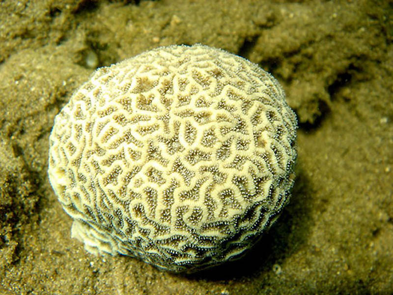 Фотография: Кораллы, нуждающиеся в защите №2 - BigPicture.ru