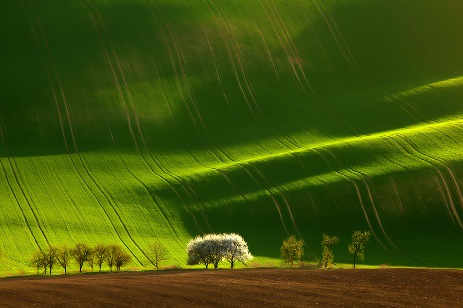 Фотография: Потрясающие зеленые поля №1 - BigPicture.ru
