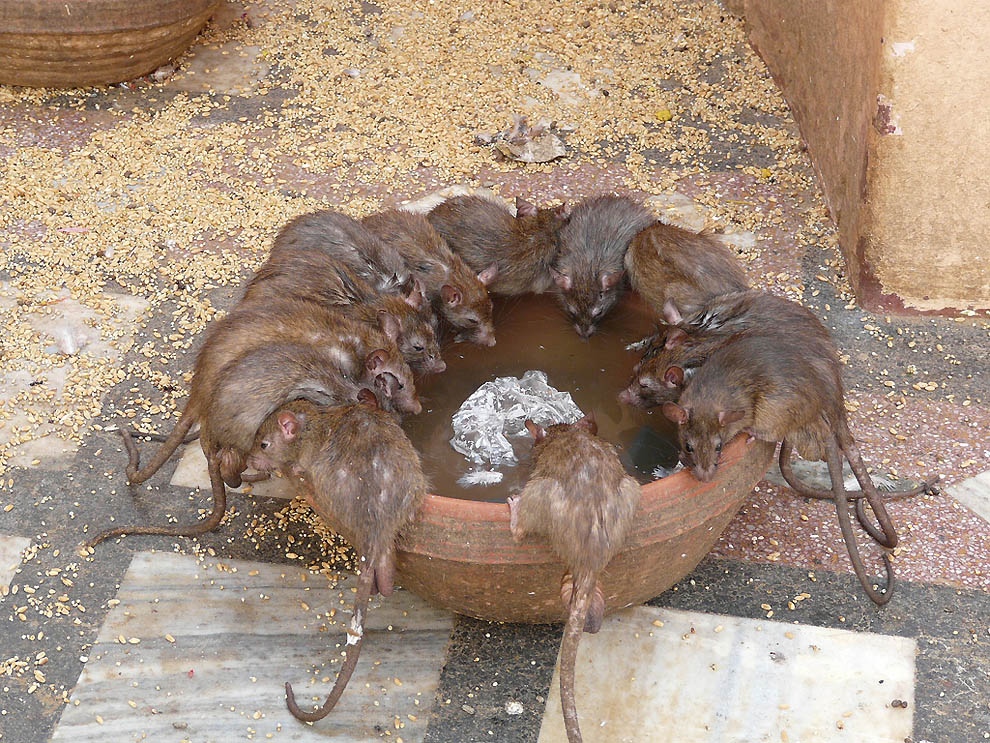 Фотография: Священные крысы Карни Мата №14 - BigPicture.ru