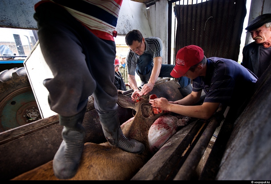 Фотография: Как молодым оленям срезают рога, чтобы добыть пантокрин №15 - BigPicture.ru