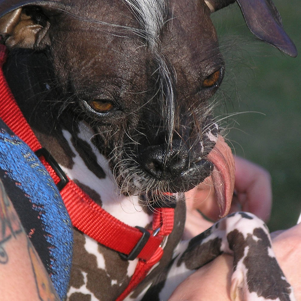Фотография: Конкурс на звание самой уродливой собаки №15 - BigPicture.ru
