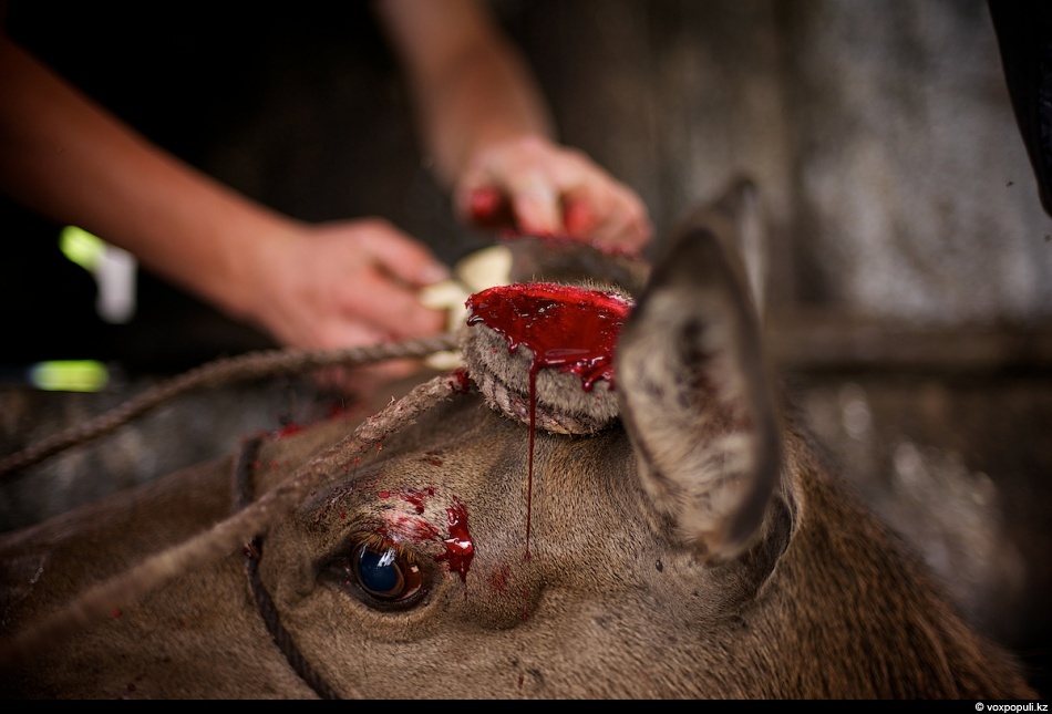 Фотография: Как молодым оленям срезают рога, чтобы добыть пантокрин №16 - BigPicture.ru