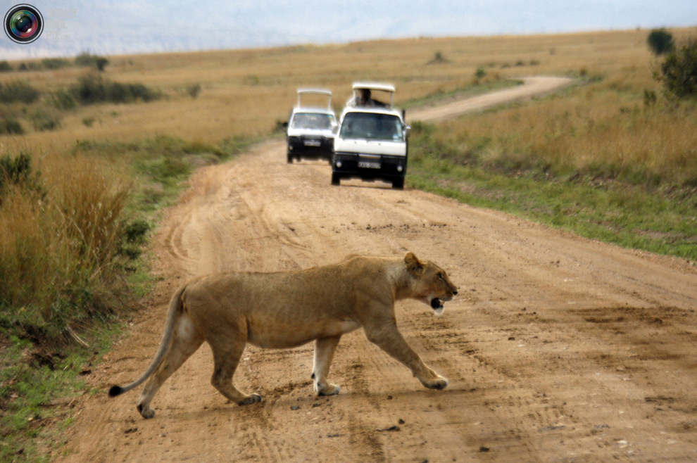 Фотография: Животные переходят дорогу №16 - BigPicture.ru