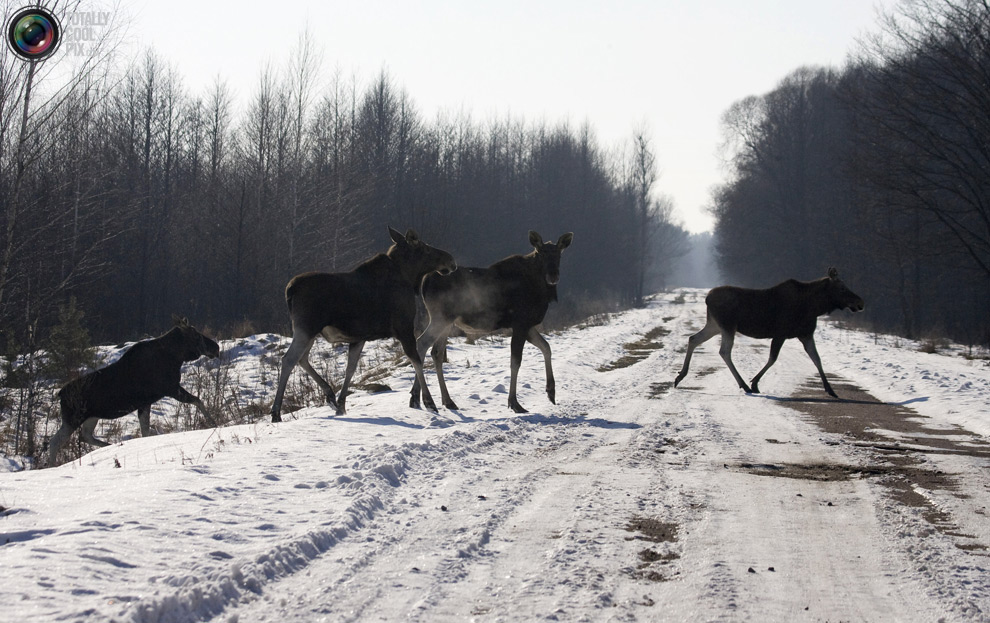 Фотография: Животные переходят дорогу №18 - BigPicture.ru