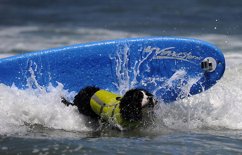 Фотография: Снова собачий серфинг №18 - BigPicture.ru