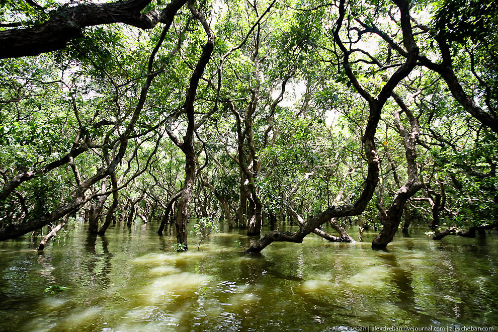 Фотография: Затопленные леса в Камбодже №18 - BigPicture.ru