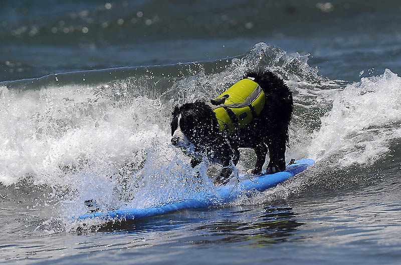 Фотография: Снова собачий серфинг №20 - BigPicture.ru