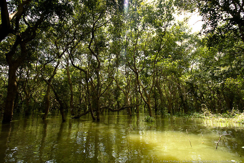 Фотография: Затопленные леса в Камбодже №20 - BigPicture.ru