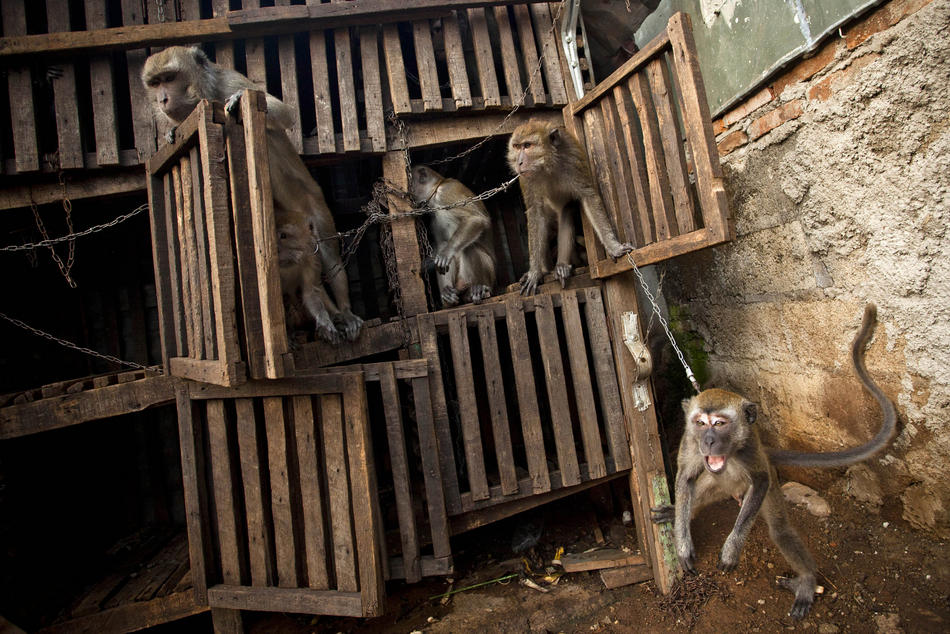 Фотография: Дрессированные обезьянки в Индонезии №3 - BigPicture.ru