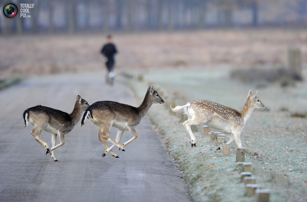 Фотография: Животные переходят дорогу №22 - BigPicture.ru