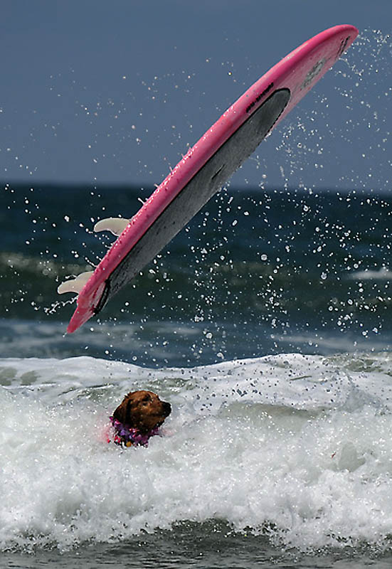 Фотография: Снова собачий серфинг №3 - BigPicture.ru